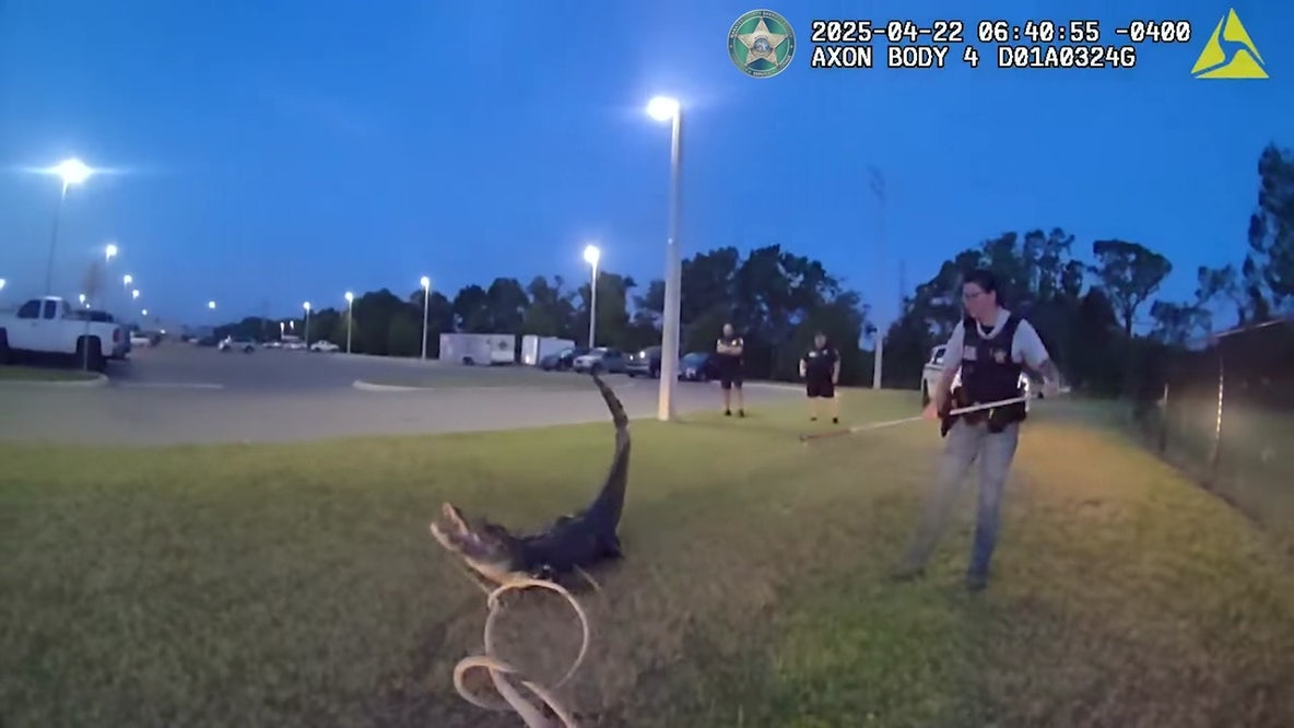 Manatee County deputies wrangle alligator
